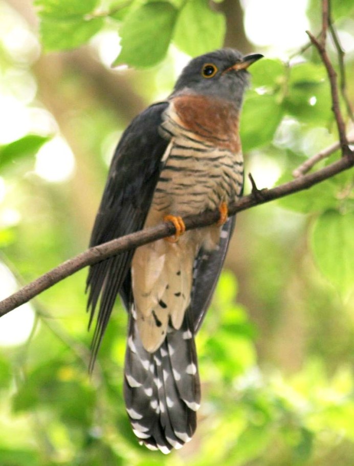 Cuculus canorus