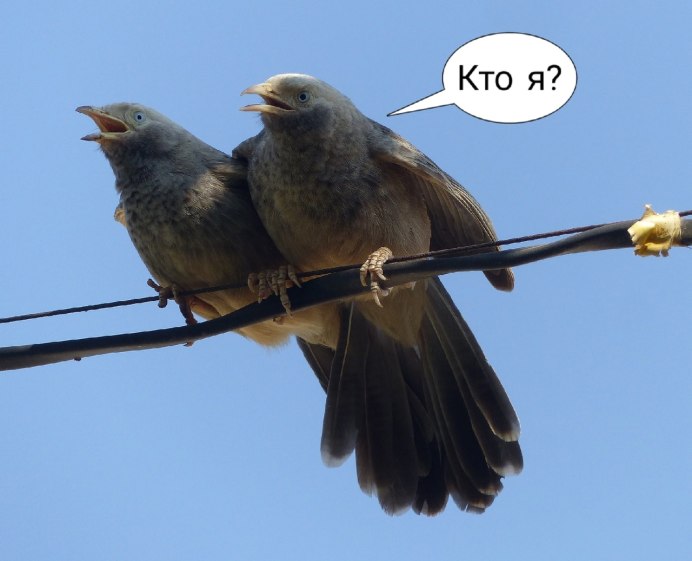 Кукушка птица