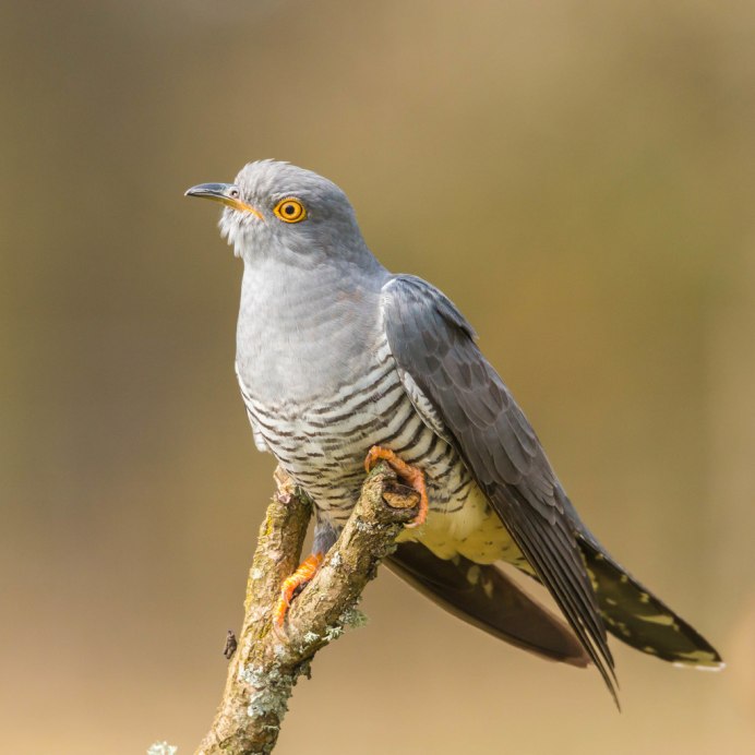 Птица Cuculus canorus