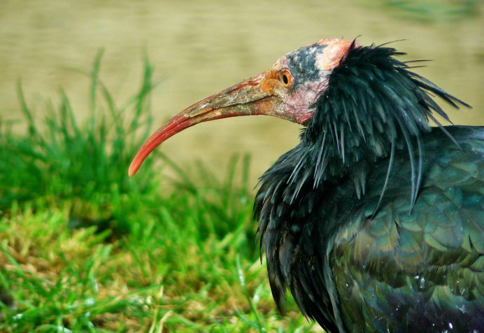 Tockus erythrorhynchus