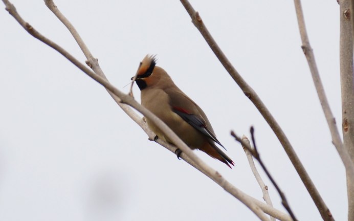 Амурский свиристель Bombycilla japonica (Siebold, 1824)