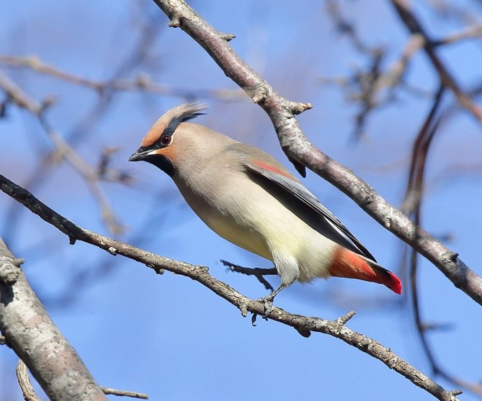 Амурский свиристель Bombycilla japonica (Siebold, 1824)