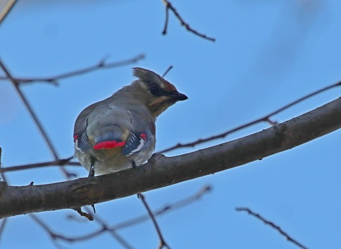 Амурский свиристель Bombycilla japonica (Siebold, 1824)