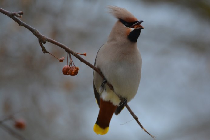 Свиристель обыкновенный (Bombycilla garrulus)