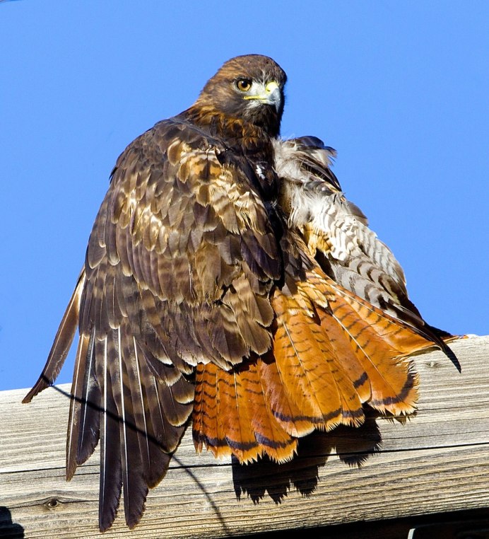 Legend of the Red Falcon