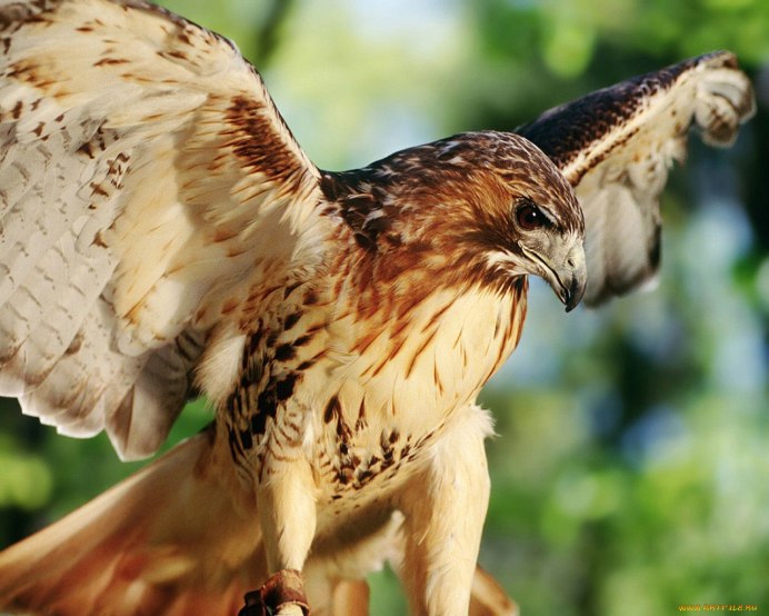 Красный Коршун Milvus Milvus