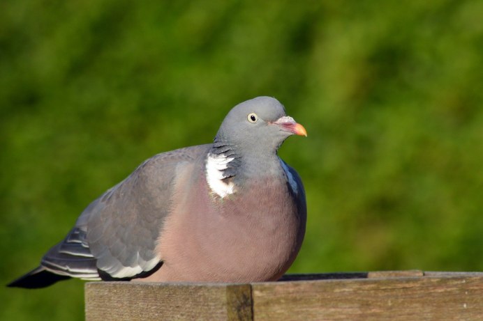 Кольчатая Горлица Streptopelia decaocto