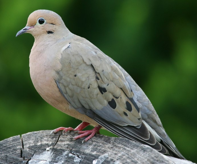 Малая Горлица (Streptopelia senegalensis)