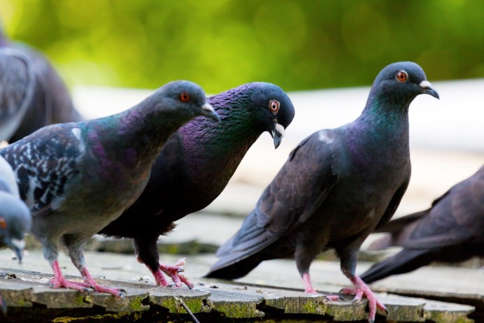 Zenaida dove
