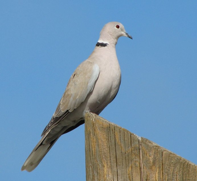 Вяхирь (Columba palumbus)