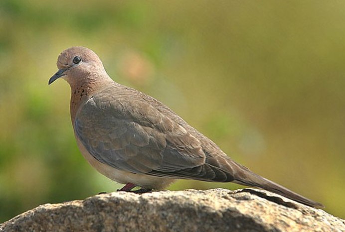 Вяхирь (Columba palumbus)