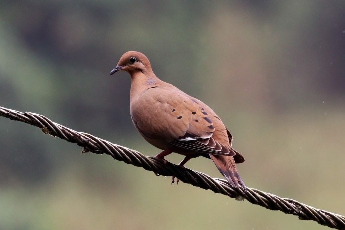 Streptopelia decaocto