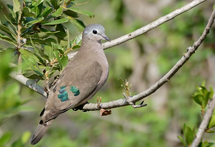 Обыкновенная Горлица (Streptopelia Turtur)