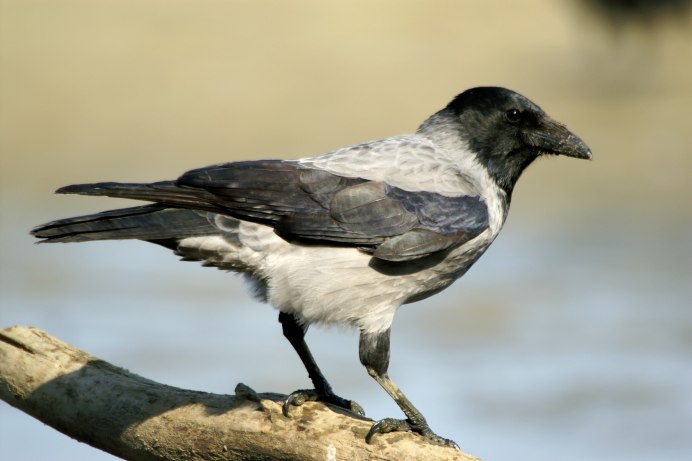 Corvus cornix птица