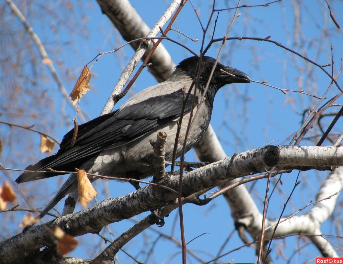 Серая ворона – Corvus cornix