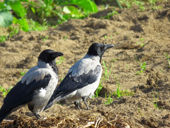 Corvus cornix птица