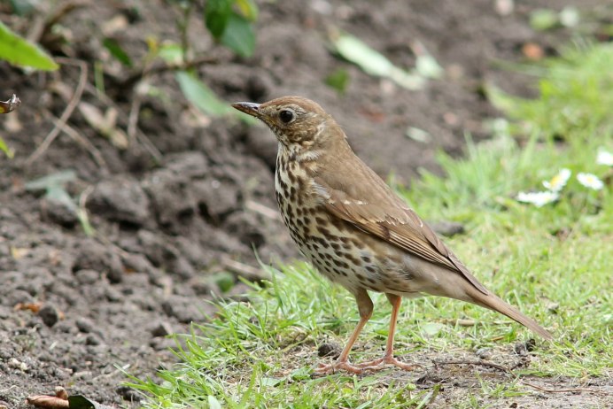Дрозд - Thrush