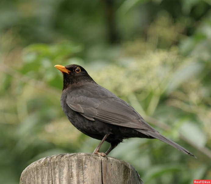 • Дрозд Науманна (turdus naumanni)