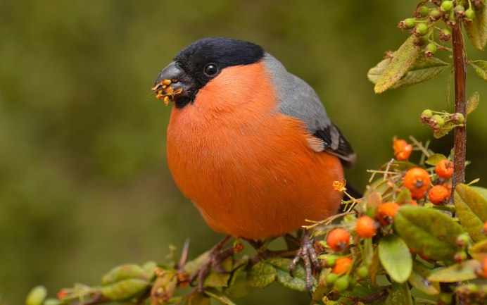 Eurasian Bullfinch