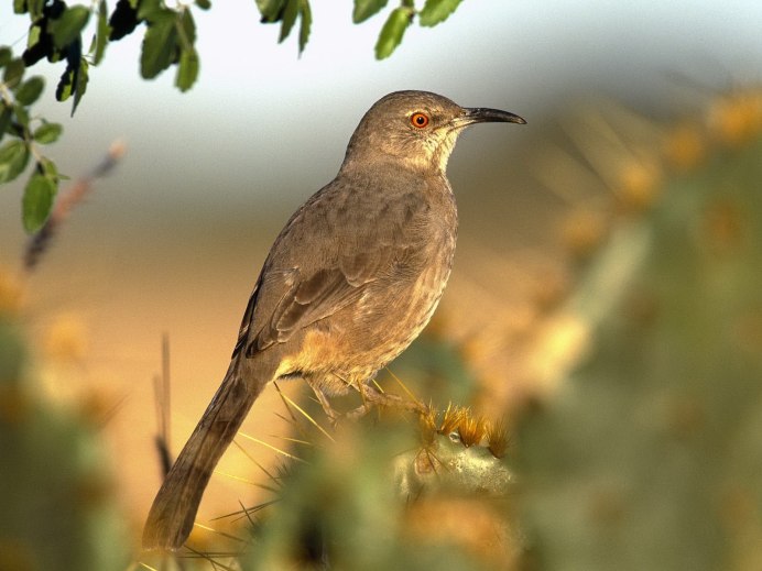 Отряд Ракшеобразные