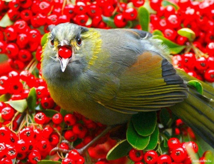 Желтая птица