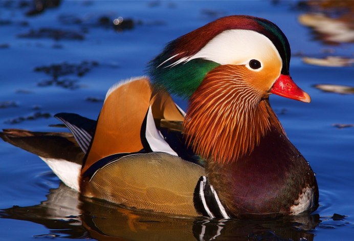 Бирюзовый овсянковый Кардинал