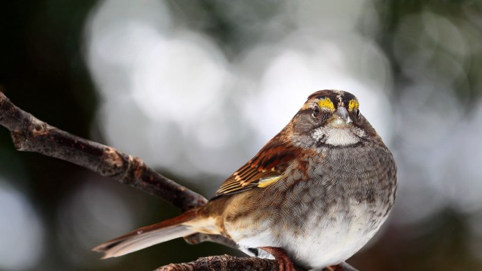 Животные и птицы