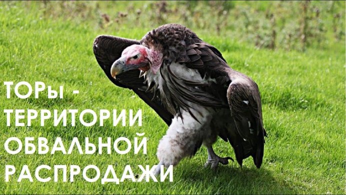 Птица падальщик гриф