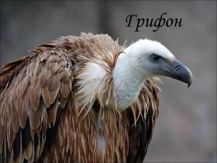 Птица Стервятник гриф