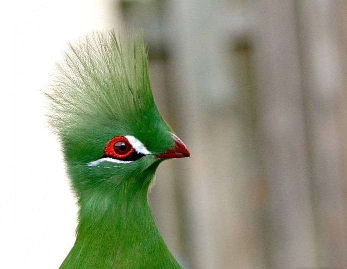 Зеленая танагра птица