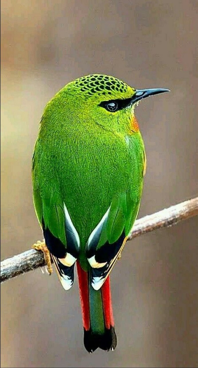 Пуэрториканский Тоди