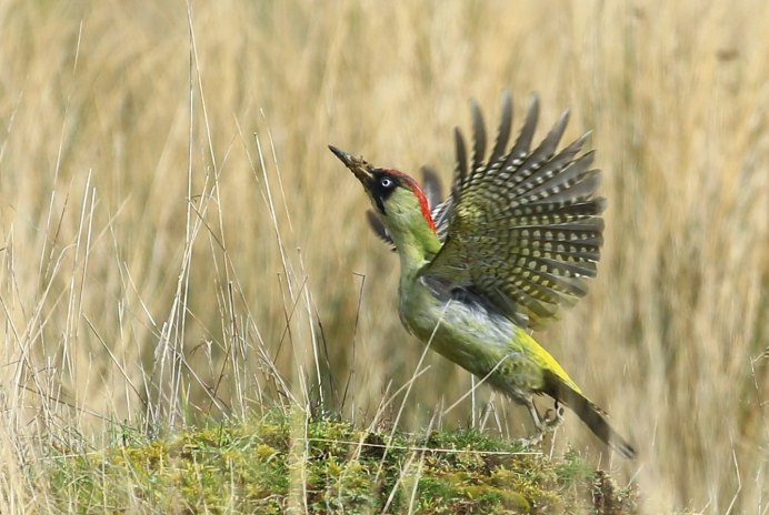 Зелёный САИ птица танагровых