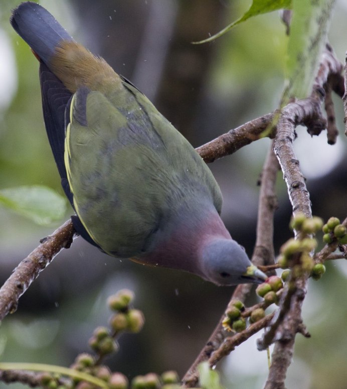 Pink-necked Green Pigeon