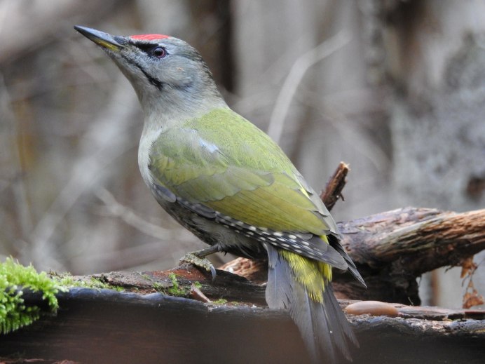 Турако птица