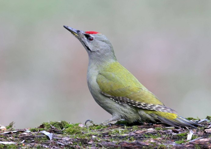 Седой дятел