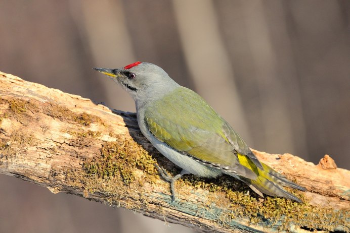 Зеленый дятел