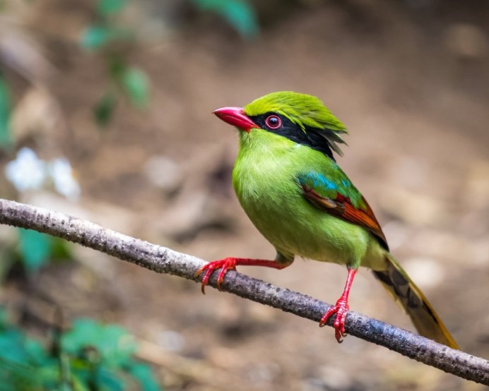 Карликовая щурка