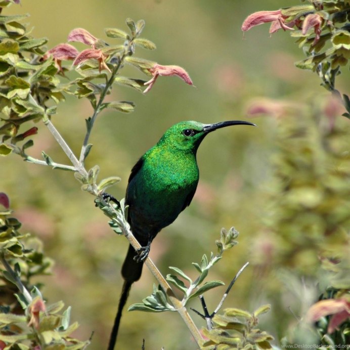 Турако Ливингстона