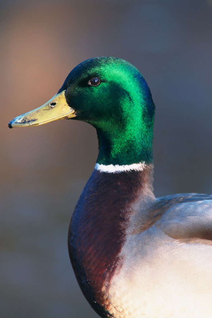 Японская Зарянка