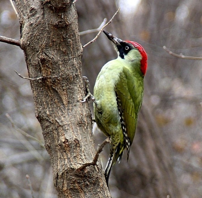 Красноголовый Королек