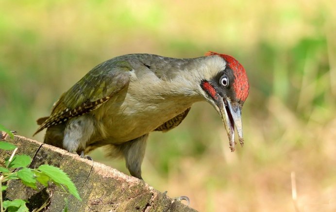 Клюв утки кряквы