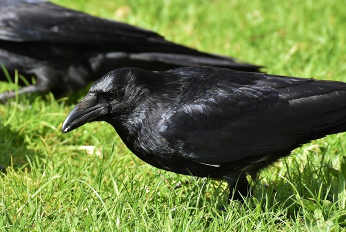 Corvus splendens