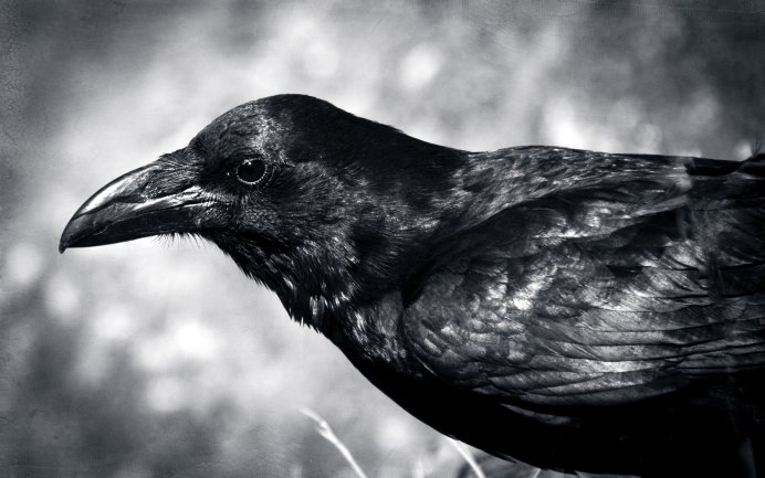 Корвус карга