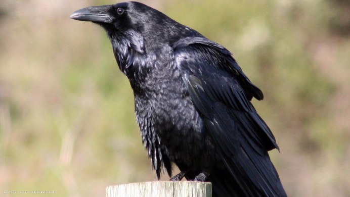 Ворон прячется