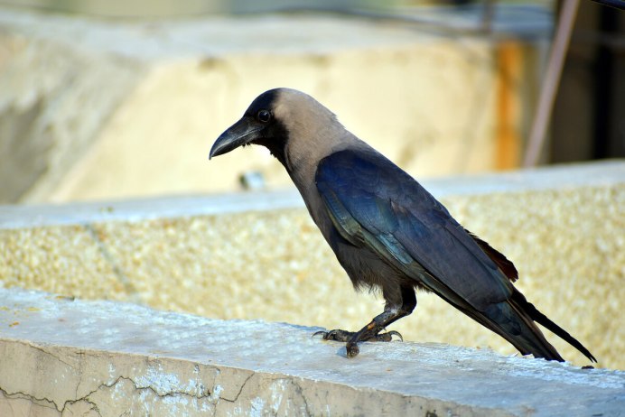 Карга серая(Corvus cornix)