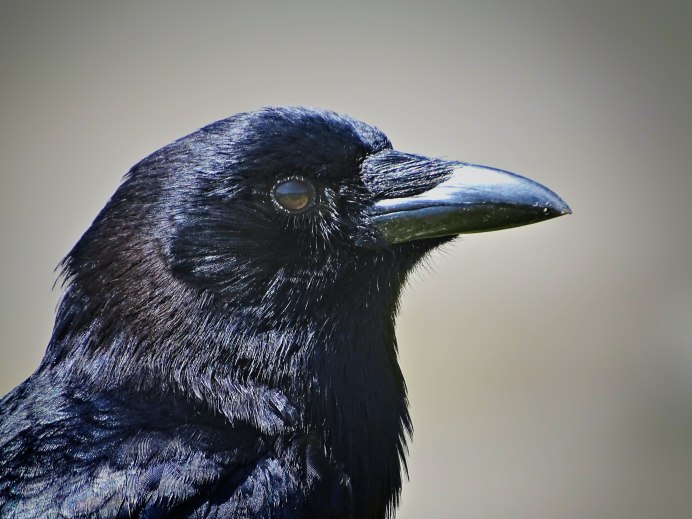 Corvus tristis