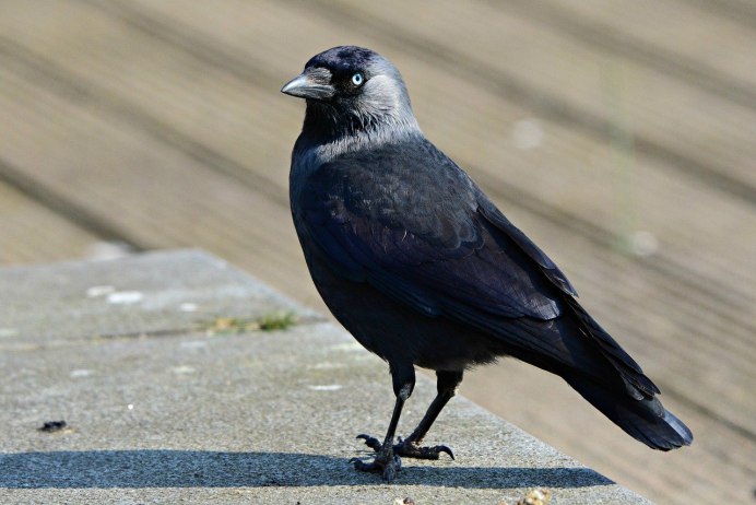 Ворон пересмешник
