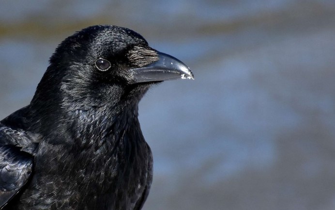 Ворон в архитектуре