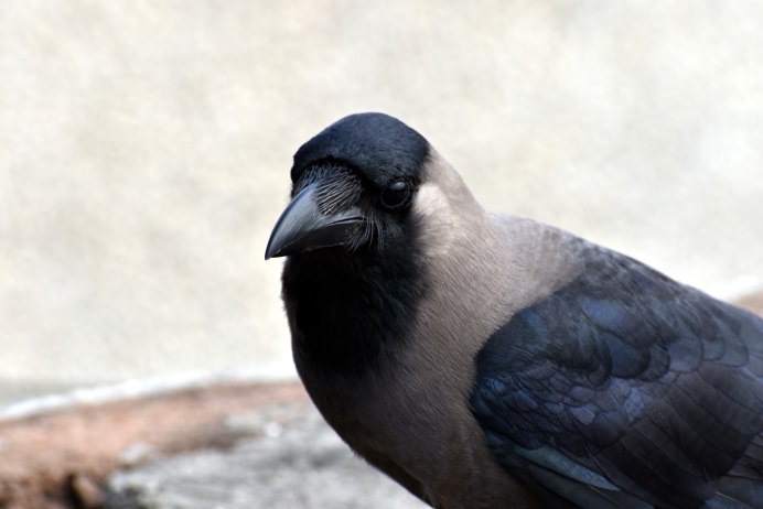 Толстоклювый ворон Corvus crassirostris