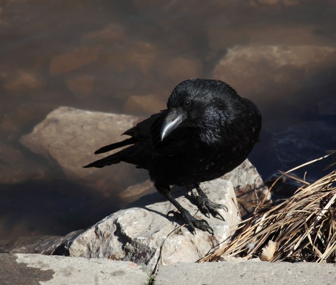 Ворона сидит на траве